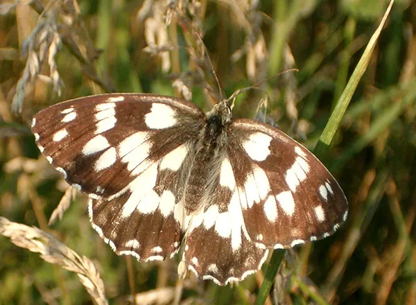 Leptir šahovničar - Melanargia galathea 